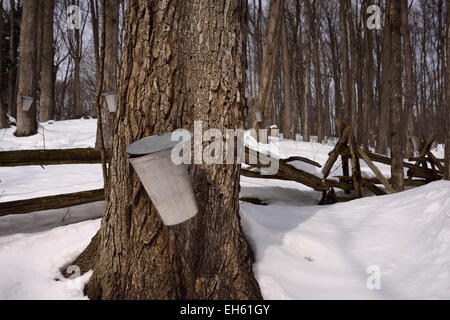 Le benne di alluminio sullo zucchero di alberi di acero nella foresta di Ontario per raccogliere sap per lo sciroppo d'acero in una coperta di neve forest Ontario Canada Foto Stock