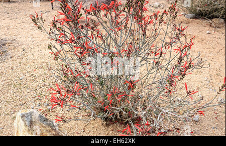 Justicia californica, o comunemente noto come Chuparosa, Chipparosa, hummingbird bush e beloperone, nel giardino del deserto a Joshua T Foto Stock