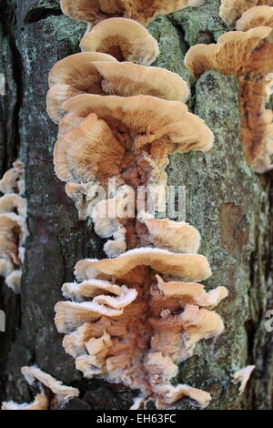 Polyporus squamosus funghi che crescono su un albero Foto Stock