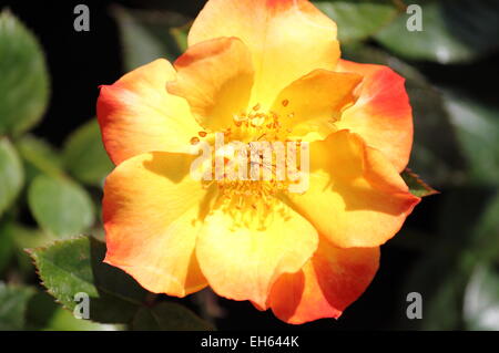Yellow Dog rose fiore con sfumature rosse Foto Stock