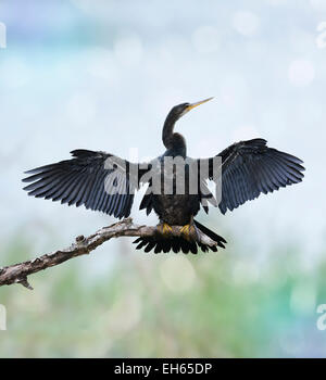 Anhinga Bird arroccato contro il cielo Foto Stock