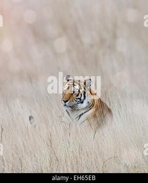 Tiger in appoggio in erba Foto Stock