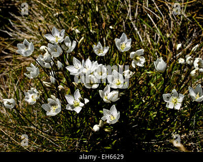 Australia: Muellers Snow genziana (Chionogentias muelleriana), montagne innevate, NSW Foto Stock