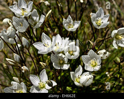 Australia: Muellers Snow genziana (Chionogentias muelleriana), montagne innevate, NSW Foto Stock