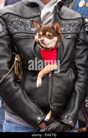 Un rivestito in pelle biker porta il suo cane nella sua camicia sulla strada principale durante la 74Daytona annuale Settimana in Bici Marzo 7, 2015 in Daytona Beach, Florida. Foto Stock