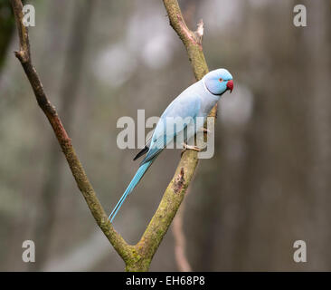 Anello di colli di parrocchetto (Psittacula krameri), Australia Foto Stock