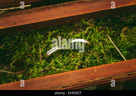 Matrimonio gli anelli di fidanzamento close up giacente sul muschio. La natura di un matrimonio. Stile rustico decorazione. Foto Stock