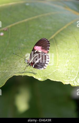 Red portalettere aka Crimson-patchato Longwing (Heliconius erato). Farfalle in The Glasshouse 2015, giardino RHS Wisley, Woking, Surrey, Inghilterra, Regno Unito. Evento speciale dal 17 gennaio al 8 marzo 2015 che prevede la possibilità di vedere farfalle tropicali battenti circa in serra. Credito: Ian bottiglia/Alamy Live News Foto Stock