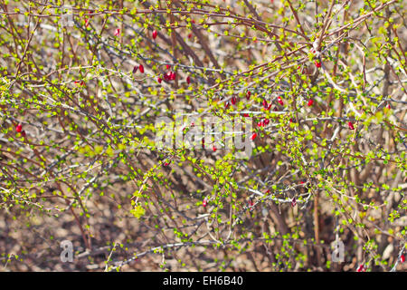 Bacche di Crespino crescono sui rami in primavera Foto Stock