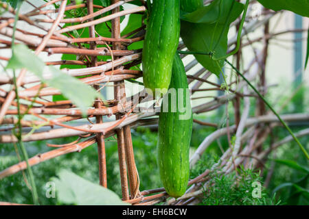 Crescendo il cetriolo su un telaio in legno Foto Stock