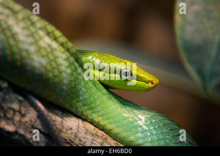 Albero verde serpente seduto sulla radice Foto Stock