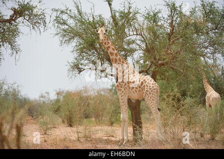 West African giraffa - Niger Giraffe (Giraffa camelopardalis peralta) gruppo alimentazione sulle foglie Koure vicino a Niamey - Niger Foto Stock