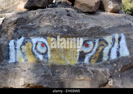 La verniciatura di tigri gli occhi su di una roccia Parco Nazionale di Panna Chhatarpur Madhya Pradesh India Foto Stock