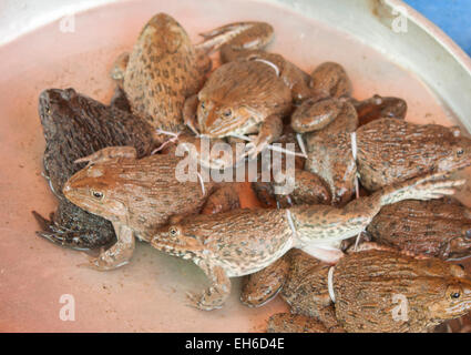 Afew delle rane fresche, in un mercato di Phu Quoc, Vietnam Foto Stock