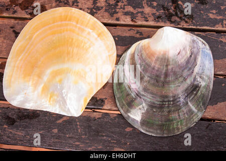 Due colorate, bellissima ostrica conchiglie, in Phu Quoc, Vietnam Foto Stock