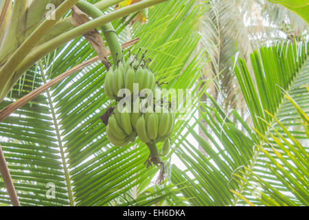 Una maturazione di banane verdi, appeso ad un albero di banana Foto Stock