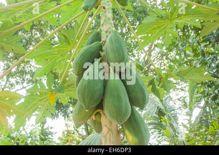 Green Papaya frutto, appeso a un albero di papaia Foto Stock