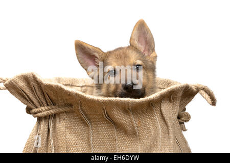 Adorabili accattonaggio pastore tedesco cucciolo di nove settimane vecchio seduto in un vintage sacco di iuta Foto Stock