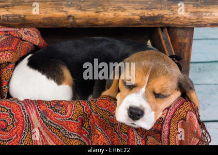 Stanco poco sette settimane vecchio cucciolo beagle dormire in un cassetto Foto Stock