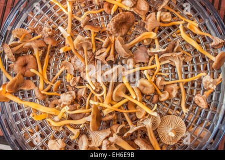 Essiccazione o yellowfoots chantarelle imbuto, come li chiamano Foto Stock