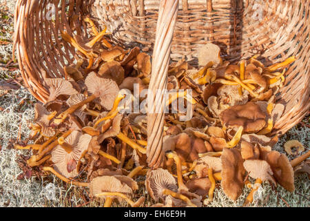 Cestello caduti, piena di imbuto chanterelle, in Forrest Foto Stock