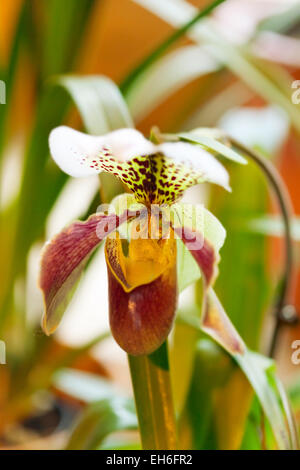 Paphiopedilum orchid contro verdi tropicali Foto Stock