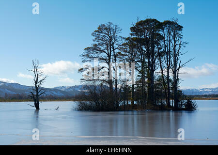 Congelati Loch Mallachie in inverno, Cairngorms National Park, Scotland, Regno Unito Foto Stock