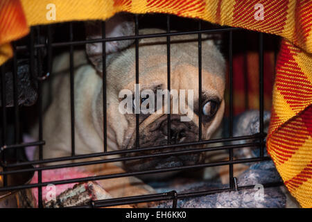 Birmingham, Regno Unito. 08 Mar, 2015. Il Crufts 2015 Toy e utilità giorno dove i cani sono giudice per trovare il best in show. Credito: Steven roe/Alamy Live News Foto Stock