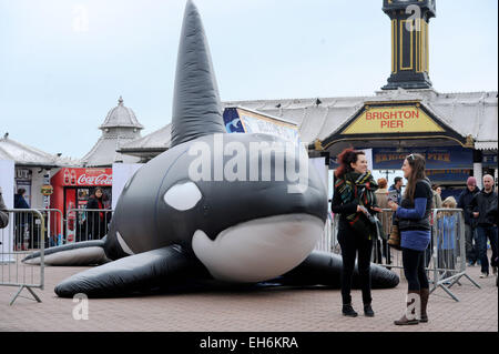 Brighton, Regno Unito. 8 Marzo, 2015. Una balena gonfiabile provoca interesse dal Molo di Brighton oggi che è parte di questo anni WhaleFest e si svolge in Brighton questa settimana ed è il più grande del mondo di balene e delfini di credito del Festival: Simon Dack/Alamy Live News Foto Stock