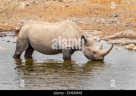 Un rinoceronte nero in piedi in un foro di acqua nel Parco Nazionale Etosha, Namibia. Foto Stock