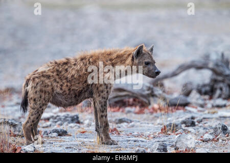 Un ritratto di un spotted hyena nel Parco Nazionale di Etosha, Namibia. Foto Stock