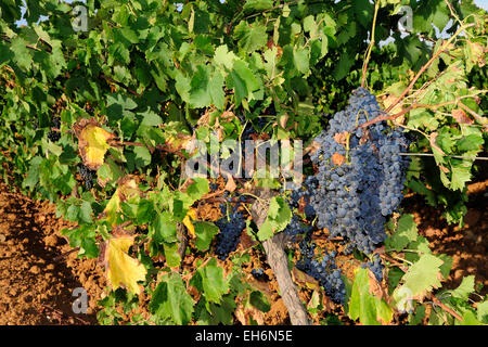 Un bellissimo vigneto di Nero d'Avola Vino vicino a Trapani, Sicilia Foto Stock