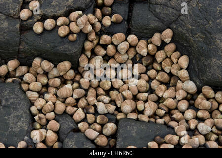 Comune di pervinca, winkle, wheelk, commestibili winkle, Strandschnecke, Uferschnecke, Hölker, Littorina littorea, Litorina litorea Foto Stock