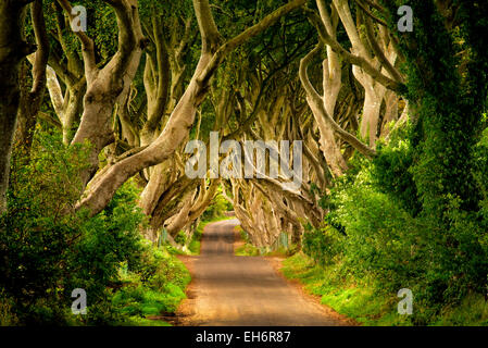 Le siepi di scuro. Faggio rurale strada alberata in Irlanda. Foto Stock
