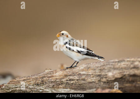 Snow Bunting (Plectrophenax nivalis) migrazione durante l'inverno per alimentare sulla costa Foto Stock