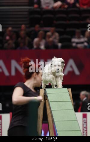 Birmingham, Regno Unito. 8 Marzo, 2015. Pudsey, vincitore di Britains Got Talent prendendo parte alla finale di agilità al Crufts oggi a Birmingham, Regno Unito. Credito: Jon Freeman/Alamy Live News Foto Stock