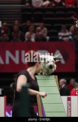 Birmingham, Regno Unito. 8 Marzo, 2015. Pudsey, vincitore di Britains Got Talent prendendo parte alla finale di agilità al Crufts oggi a Birmingham, Regno Unito. Credito: Jon Freeman/Alamy Live News Foto Stock