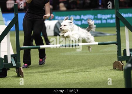 Birmingham, Regno Unito. 8 Marzo, 2015. Pudsey, vincitore di Britains Got Talent prendendo parte alla finale di agilità al Crufts oggi a Birmingham, Regno Unito. Credito: Jon Freeman/Alamy Live News Foto Stock