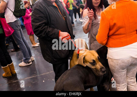 Birmingham, Regno Unito. 06 Mar, 2015. Organizzato per la prima volta nel 1891, il Crufts è detto di essere il più grande spettacolo del mondo nel suo genere, l'annuale evento di quattro giorni, dispone di migliaia di cani, con i concorrenti che viaggiano da paesi di tutto il mondo per prendere parte ed in lizza per il prestigioso titolo di "Best in Show" Credito: Mike Abrahams/Alamy Live News Foto Stock