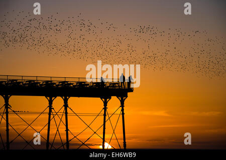 Aberystwyth, Wales, Regno Unito. 8 Marzo, 2015. Regno Unito: meteo alla fine di un pomeriggio di cielo azzurro e il caldo sole primaverile, con il sole che tramonta spettacolarmente su Cardigan Bay, 'murmurations' di migliaia di storni volare in al tramonto a stabilirsi per la notte della ghisa alle gambe del lungomare vittoriano pier a Aberystwyth sulla West Wales coast UK. Il posatoio notturno in Aberystwyth è uno dei soli tre posatoi urbano nel Regno Unito e richiama regolarmente una folla di curiosi e fotografi ogni sera. Credito: keith morris/Alamy Live News Foto Stock