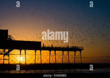 Aberystwyth, Wales, Regno Unito. 8 Marzo, 2015. Regno Unito: meteo alla fine di un pomeriggio di cielo azzurro e il caldo sole primaverile, con il sole che tramonta spettacolarmente su Cardigan Bay, 'murmurations' di migliaia di storni volare in al tramonto a stabilirsi per la notte della ghisa alle gambe del lungomare vittoriano pier a Aberystwyth sulla West Wales coast UK. Il posatoio notturno in Aberystwyth è uno dei soli tre posatoi urbano nel Regno Unito e richiama regolarmente una folla di curiosi e fotografi ogni sera. Credito: keith morris/Alamy Live News Foto Stock