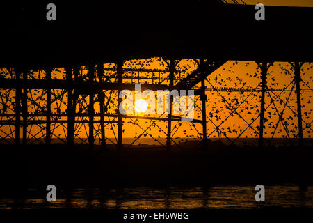 Aberystwyth, Wales, Regno Unito. 8 Marzo, 2015. Regno Unito: meteo alla fine di un pomeriggio di cielo azzurro e il caldo sole primaverile, con il sole che tramonta spettacolarmente su Cardigan Bay, 'murmurations' di migliaia di storni volare in al tramonto a stabilirsi per la notte della ghisa alle gambe del lungomare vittoriano pier a Aberystwyth sulla West Wales coast UK. Il posatoio notturno in Aberystwyth è uno dei soli tre posatoi urbano nel Regno Unito e richiama regolarmente una folla di curiosi e fotografi ogni sera. Credito: keith morris/Alamy Live News Foto Stock