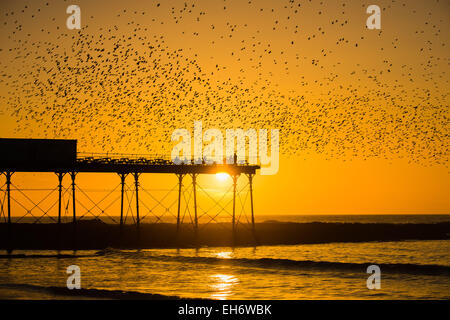 Aberystwyth, Wales, Regno Unito. 8 Marzo, 2015. Regno Unito: meteo alla fine di un pomeriggio di cielo azzurro e il caldo sole primaverile, con il sole che tramonta spettacolarmente su Cardigan Bay, 'murmurations' di migliaia di storni volare in al tramonto a stabilirsi per la notte della ghisa alle gambe del lungomare vittoriano pier a Aberystwyth sulla West Wales coast UK. Il posatoio notturno in Aberystwyth è uno dei soli tre posatoi urbano nel Regno Unito e richiama regolarmente una folla di curiosi e fotografi ogni sera. Credito: keith morris/Alamy Live News Foto Stock