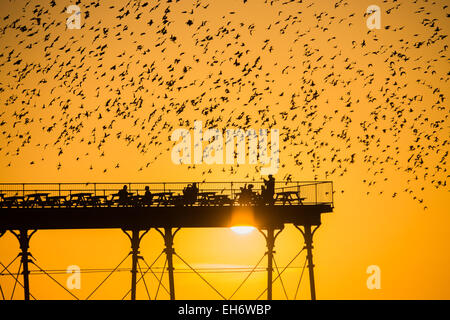 Aberystwyth, Wales, Regno Unito. 8 Marzo, 2015. Regno Unito: meteo alla fine di un pomeriggio di cielo azzurro e il caldo sole primaverile, con il sole che tramonta spettacolarmente su Cardigan Bay, 'murmurations' di migliaia di storni volare in al tramonto a stabilirsi per la notte della ghisa alle gambe del lungomare vittoriano pier a Aberystwyth sulla West Wales coast UK. Il posatoio notturno in Aberystwyth è uno dei soli tre posatoi urbano nel Regno Unito e richiama regolarmente una folla di curiosi e fotografi ogni sera. Credito: keith morris/Alamy Live News Foto Stock