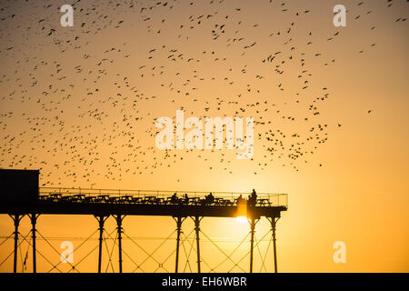 Aberystwyth, Wales, Regno Unito. 8 Marzo, 2015. Regno Unito: meteo alla fine di un pomeriggio di cielo azzurro e il caldo sole primaverile, con il sole che tramonta spettacolarmente su Cardigan Bay, 'murmurations' di migliaia di storni volare in al tramonto a stabilirsi per la notte della ghisa alle gambe del lungomare vittoriano pier a Aberystwyth sulla West Wales coast UK. Il posatoio notturno in Aberystwyth è uno dei soli tre posatoi urbano nel Regno Unito e richiama regolarmente una folla di curiosi e fotografi ogni sera. Credito: keith morris/Alamy Live News Foto Stock