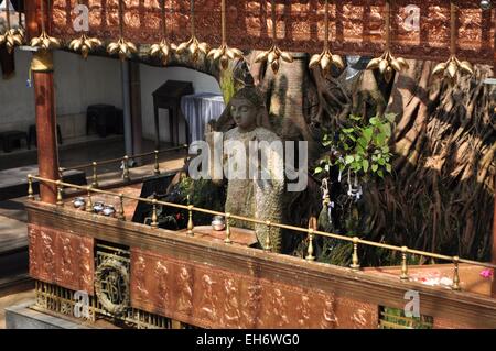 Il Buddha sotto un albero Bodhi in Colombo Sri Lanka Foto Stock