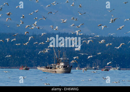 Barche di pescatori circondato dai gabbiani la pesca di aringa del Pacifico nella profonda baia, l'isola di Vancouver, BC, Canada in Marzo Foto Stock