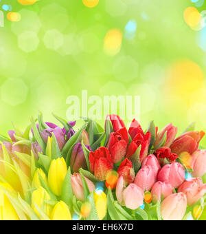 Tulipani sfocate su sfondo verde. Freschi di fiori di primavera con gocce d'acqua. In stile retrò tonica immagine con perdite della luce Foto Stock