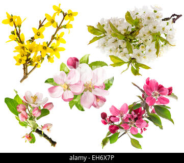 Fiori di Primavera isolato su sfondo bianco. Fiore del melo, ramoscello di ciliegio, forsitia Foto Stock