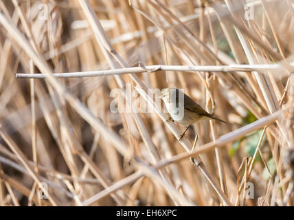 Phylloscopus collybita, chiffchaff, rovistando su un log Foto Stock